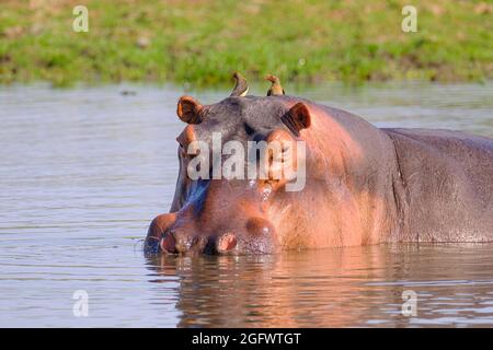 Hippos (Hippopotamus amphibius), Gruppe. Lower Zambezi, Sambia, Afrika Stockfoto