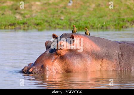 Hippos (Hippopotamus amphibius), Gruppe. Lower Zambezi, Sambia, Afrika Stockfoto