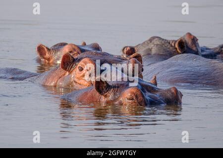 Flusspferde (Hippopotamus amphibius), eine Schote, die sich in einem Kanal des Flusses versammelt. Untere Sambesi, Sambia, Afrika Stockfoto