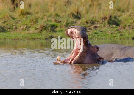 Hippo (Hippopotamus amphibius), Mund offen. Nilpferd unter Wasser. Untere Sambesi, Sambia, Afrika Stockfoto