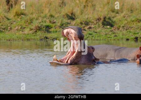 Hippo (Hippopotamus amphibius), Mund offen. Nilpferd-Unterwasser-Mund offen. Untere Sambesi, Sambia, Afrika Stockfoto