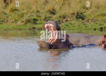 Hippo (Hippopotamus amphibius), offener Mund. Lower Zambezi, Sambia, Afrika Stockfoto