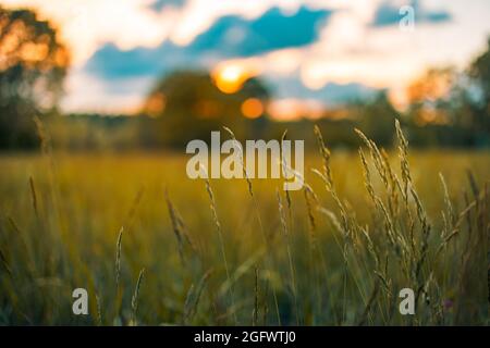 Abstrakte weiche Fokus Sonnenuntergang Feld Landschaft aus gelben Blumen und Gras Wiese warme goldene Stunde Sonnenuntergang Sonnenaufgang Zeit. Ruhige Natur im Frühling und Sommer Stockfoto