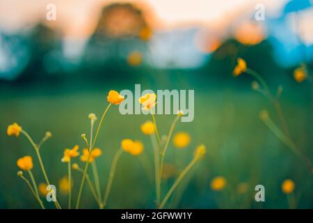 Traumnature aus der Nähe. Vintage-Foto von Blumen Gras verschwommen bei Sonnenuntergang, Frühling oder Sommer Konzept, verschwommen Sonnenuntergang Landschaft, ruhige friedliche natürliche Aussicht Stockfoto
