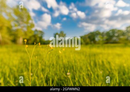 Traumnature aus der Nähe. Vintage-Foto von Blumen Gras verschwommen bei Sonnenuntergang, Frühling oder Sommer Konzept, verschwommen Sonnenuntergang Landschaft, ruhige friedliche natürliche Aussicht Stockfoto