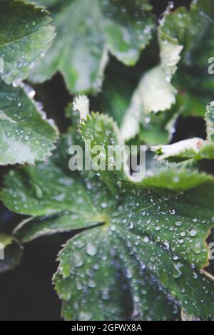 Wassertropfen auf Blatt, Nahaufnahme Stockfoto
