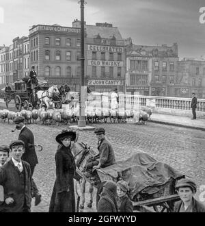 Eine Ansicht des frühen 20. Jahrhunderts eines Bühnebusses, der von Schafen auf dem Weg zum Markt über die St. Patrick's Bridge in Cork City, Irland, gehalten wurde. Die erste Brücke, die 1789 fertiggestellt wurde und ein Portcullis zur Regelung des Schiffsverkehrs unter der Brücke enthält, wurde 1853 durch eine schwere Überschwemmung zerstört. Eine provisorische Holzbrücke wurde eingerichtet und die heutige Brücke wurde im Jahr 1861 eröffnet und ist nach wie vor eines der bekanntesten Wahrzeichen von Cork. Stockfoto