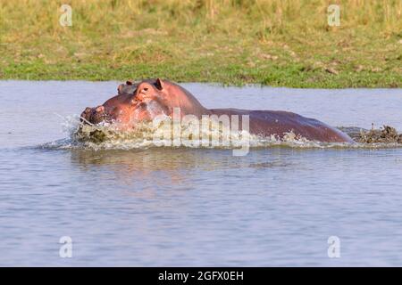 Hippo (Hippopotamus amphibius), angreifend. Lower Zambezi, Sambia, Afrika Stockfoto