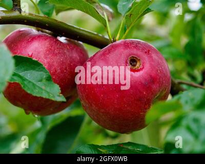 Nahaufnahme eines großen roten, leckeren Apfels im Obstgarten mit vielen großen roten, saftigen Äpfeln. Polen. Europa Stockfoto