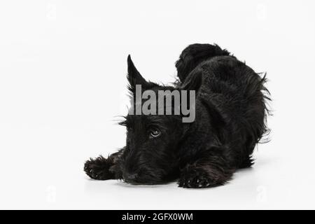 Netter, schöner schwarzer Hund Scotch Terrier isoliert über weißem Studiohintergrund. Konzept von Bewegung, Aktion, aktiver Lebensstil, Tierleben, Pflege Stockfoto