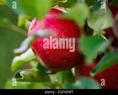 Nahaufnahme eines großen roten, leckeren Apfels im Obstgarten mit vielen großen roten, saftigen Äpfeln. Polen. Europa Stockfoto