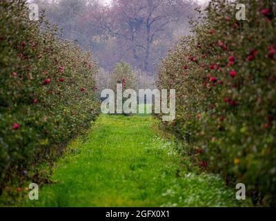 Ein Obstgarten mit einer großen Anzahl von roten, saftigen Äpfeln. . Polen. Europa Stockfoto