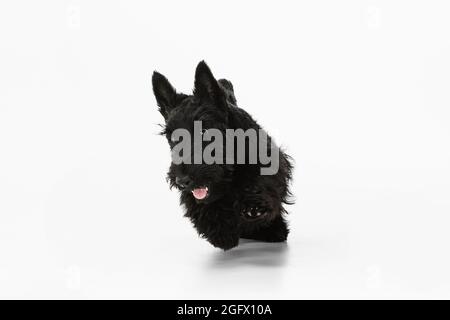 Netter, schöner schwarzer Hund Scotch Terrier isoliert über weißem Studiohintergrund. Konzept von Bewegung, Aktion, aktiver Lebensstil, Tierleben, Pflege Stockfoto