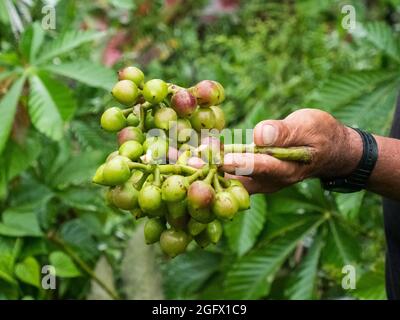 Die UBILLA-Frucht hat eine einzigartige Form, ähnlich wie die Trauben in ihrer Form, einen einzigen Samen und hat die Eigenschaft einer rauen Haut. Die im Ama gefunden Stockfoto