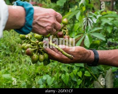 Die UBILLA-Frucht hat eine einzigartige Form, ähnlich wie die Trauben in ihrer Form, einen einzigen Samen und hat die Eigenschaft einer rauen Haut. Die im Ama gefunden Stockfoto