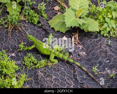 Eine große, grüne Eidechse auf einem Gitter, am Ufer eines Flusses im Amazonas-Dschungel. Amazonien Lateinamerika. Der Regenwald. Iquitos, Peru, Südamerika. Stockfoto