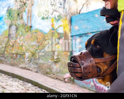 Bogota, Kolumbien - 2019. November: Ein Maulkorb-Polizeihund sorgt in der Calle del Embudo in Bogota für Ordnung. La Candelaria, der alte Sektor der Stadt Bogota. Lateinisch A Stockfoto