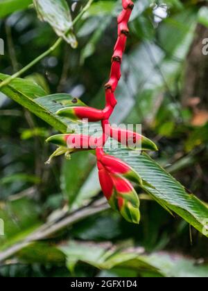 Heliconia rostrata - auch bekannt als hängende Hummerklaue oder falscher Paradiesvögel - ist eine krautige Staude, die in Südamerika beheimatet ist. Amazonien. Stockfoto