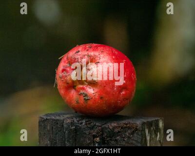 Pumarosa - syzygium samarangense ist eine blühende Pflanze, die heute in den Tropen weit verbreitet ist. Gebräuchliche Namen - Wachsapfel, Java-Apfel, Semarang Stockfoto