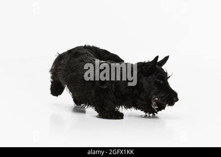 Kleiner lustiger schwarzer Hund Scotch Terrier isoliert über weißem Studiohintergrund. Konzept von Bewegung, Aktion, aktiver Lebensstil, Tierleben, Pflege Stockfoto