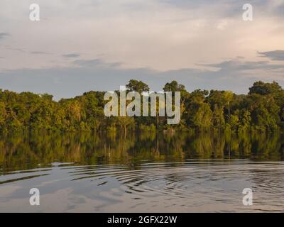 Fantastischer grüner Amazonas-Dschungel über der Jaguar Lagune (Onza Lagune). Amazonien. Brasilien. Südamerika Stockfoto