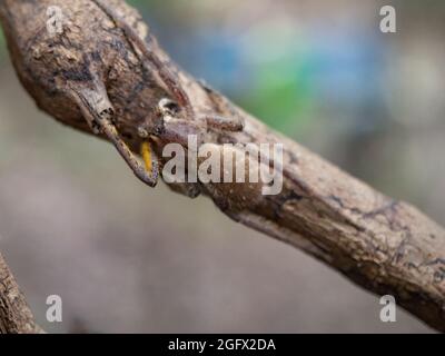 Die Amazonasspinne versteckt sich auf einem Stock im Amazonas-Regenwald Stockfoto