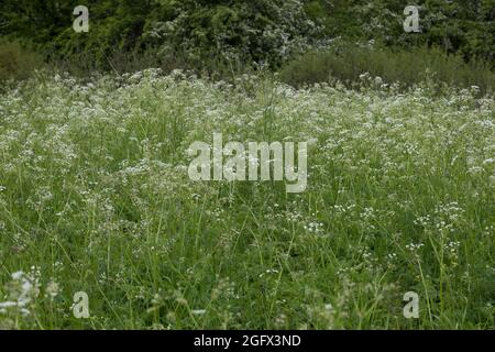 Wiesen-Curbel, Wiesencurbel, Anthriscus sylvestris, wilder Kerbel, wildschnabelige Petersilie, keck, die Spitze von Queen Anne Stockfoto