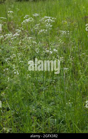 Wiesen-Curbel, Wiesencurbel, Anthriscus sylvestris, wilder Kerbel, wildschnabelige Petersilie, keck, die Spitze von Queen Anne Stockfoto