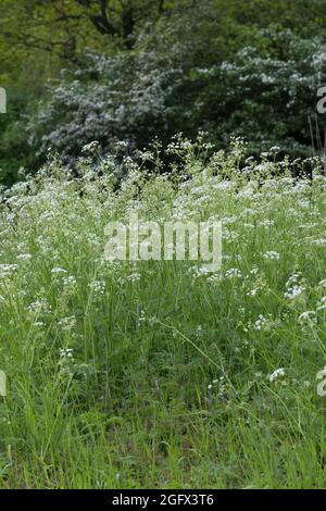 Wiesen-Curbel, Wiesencurbel, Anthriscus sylvestris, wilder Kerbel, wildschnabelige Petersilie, keck, die Spitze von Queen Anne Stockfoto