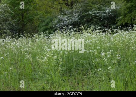 Wiesen-Curbel, Wiesencurbel, Anthriscus sylvestris, wilder Kerbel, wildschnabelige Petersilie, keck, die Spitze von Queen Anne Stockfoto