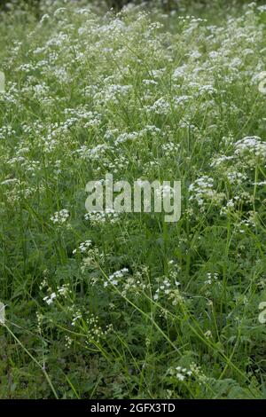 Wiesen-Curbel, Wiesencurbel, Anthriscus sylvestris, wilder Kerbel, wildschnabelige Petersilie, keck, die Spitze von Queen Anne Stockfoto