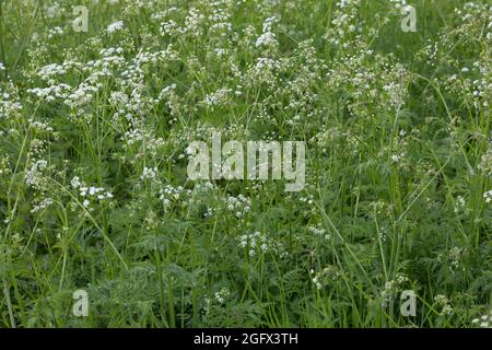 Wiesen-Curbel, Wiesencurbel, Anthriscus sylvestris, wilder Kerbel, wildschnabelige Petersilie, keck, die Spitze von Queen Anne Stockfoto