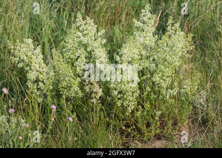 Wiesen-Labkraut, Kleinblütiges Wiesen-Labkraut, Wiesenlabkraut, Gemeines Labkraut, Klein-Wiesen - Labkraut, Galium mollugo, Hedge bedstraw, falsche Baby Stockfoto