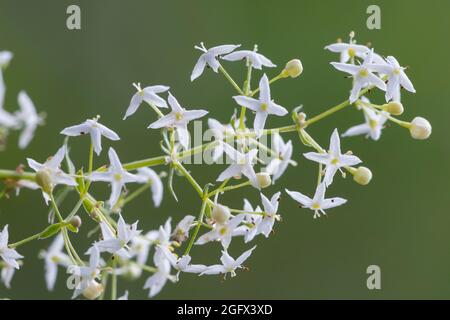 Wiesen-Labkraut, Kleinblütiges Wiesen-Labkraut, Wiesenlabkraut, Gemeines Labkraut, Klein-Wiesen - Labkraut, Blattquirl, Galium mollugo, Hedge bedstraw, Stockfoto