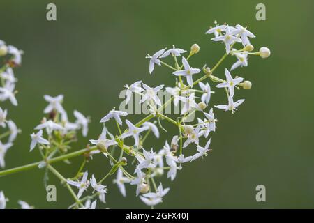 Wiesen-Labkraut, Kleinblütiges Wiesen-Labkraut, Wiesenlabkraut, Gemeines Labkraut, Klein-Wiesen - Labkraut, Blattquirl, Galium mollugo, Hedge bedstraw, Stockfoto