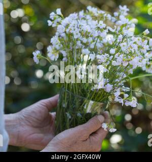 Wiesen-Schaumkraut-Ernte, Ernte, Kräuterernte, Kräuter sammeln, Wiesen-Schaumkraut, Wiesenschaumkraut, Schaumkraut, Cardamine pratensis, Kuckuckblume Stockfoto