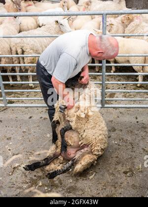 Schafe werden geschert. Stockfoto