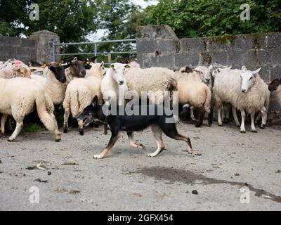 Ein Schäferhund bei der Arbeit. Stockfoto