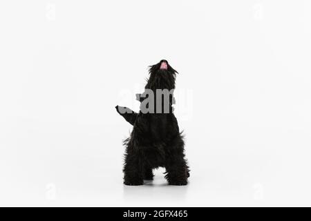 Kleiner lustiger schwarzer Hund Scotch Terrier isoliert über weißem Studiohintergrund. Konzept von Bewegung, Aktion, aktiver Lebensstil, Tierleben, Pflege Stockfoto