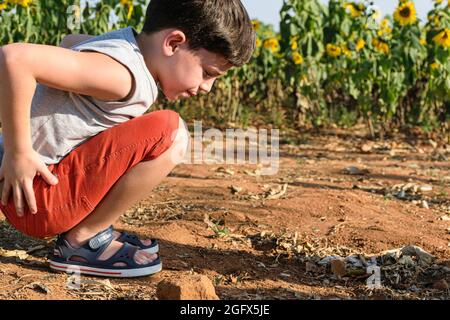 8-jähriges brasilianisches Kind, das in einem Crouch im Sand spielt. Im Hintergrund eine Sonnenblumenplantage. Stockfoto