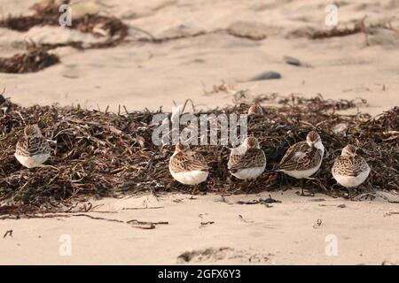 Ruhende Sanderlings am Martinique Beach Stockfoto