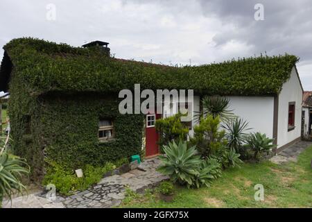 Haus mit viel Grün bedeckt auf der Insel Sao Jorge auf den Azoren Stockfoto