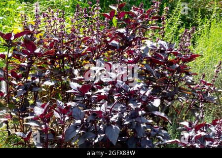 Rote Basilikum-Pflanze Ocimum basilicum 'Red Rubin' Stockfoto