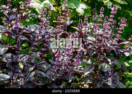 Rote Basilikum Pflanze Kräutergarten Ocimum basilicum 'Dark Opal' Kräuter Stockfoto