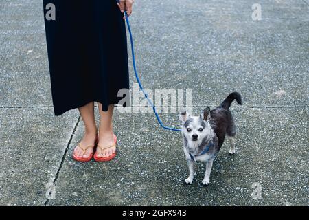 Frau läuft mit einem kleinen Chihuahua Hund auf der Straße draußen. Stockfoto