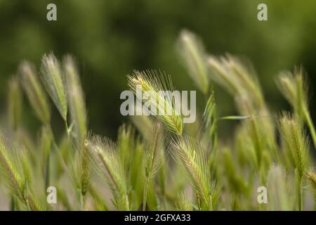Hordeum murinum, Mausgerste, Wildgerste Stockfoto