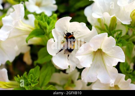 Hummel bestäubt die weißen Blumen im Garten. Stockfoto