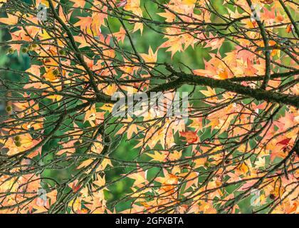 Hinterleuchtete Herbstfarbene Blätter auf Ast von Ahornbaum Stockfoto