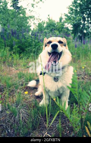 Smilling Hund Zunge aus, welsh Corgi pembroke, im Wald, lustiges Gesicht, Sommer Stockfoto