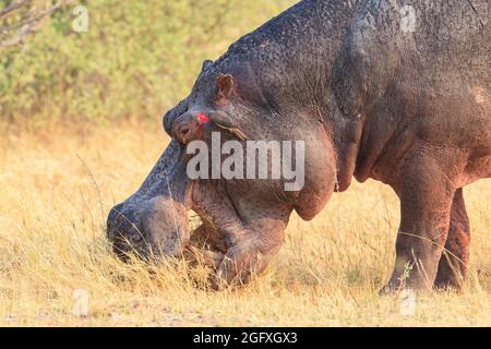 Hippo (Hippopotamus amphibius), der an Land isst. Okavango Delta, Botswana, Afrika Stockfoto